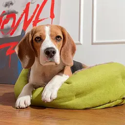Лежак Pet Fashion «Brig» для собак, 58х48х20 см, лаймовий - мініатюра 5