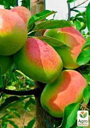 Саджанець Agro-Market Яблуня Сінап Алма-Атинській (зимовий сорт, пізній термін дозрівання) 1 шт. в упаковці (23465) - мініатюра 3