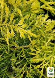 Саджанець Agro-Market Ялівець середній 3-річний Sheridan Gold С3 діаметр 25-30 см 1 шт. в упаковці (176862) - мініатюра 3