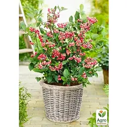 Саджанець Agro-Market Чорниця рожева Pink Lemonade (сортова, укорінена) висота 50-70 см (152495) 1 шт. - мініатюра 2