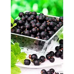Саджанець Agro-Market Смородина чорна Тісел (Tisel) (ранній термін дозрівання) 1 шт. в упаковці (23395) - мініатюра 2