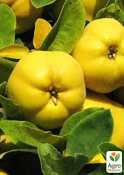 Саджанець Agro-Market Айва яблуневидна Золотиста (осінній сорт, ранній термін дозрівання) 1 шт. в упаковці (19878) - мініатюра 2