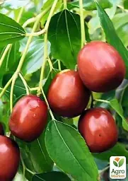 Саджанець Agro-Market Зизифус Китайський-60 (середній термін дозрівання) 1 шт. в упаковці (21391) - мініатюра 3