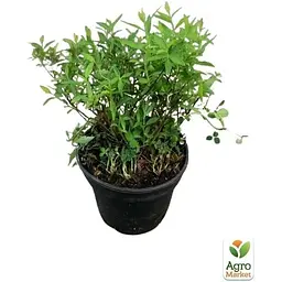 Саджанець Agro-Market Спірея японська 2-х річна Shirobana вазон С2 висота 20-40 см (176824) 1 шт. в упаковці - мініатюра 2