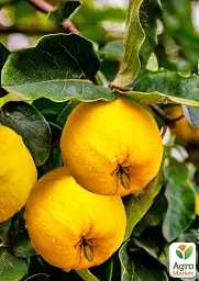 Саджанець Agro-Market Айва Подарунок Онукові (осінній сорт, ранній термін дозрівання) 1 шт. в упаковці (178190) - мініатюра 2