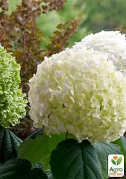 Саджанець Agro-Market Гортензія деревоподібна великоквіткова Стронг Анабель (Hydrangea arborescens Strong Annabelle) (64495) - мініатюра 2