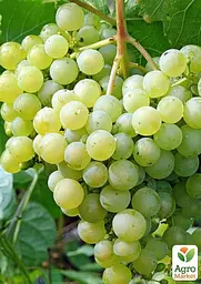 Саджанець Agro-Market Виноград Соверен Тіара (винний ранній сорт) 1 шт. в пакуванні (178133) - мініатюра 2