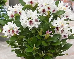 Рододендрон Agro-Market Calsap білий 1 саджанець в упаковці (25714) - мініатюра 4