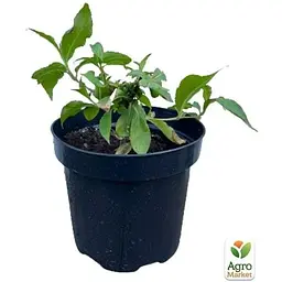 Саджанець Agro-Market Вейгела 2-х річна Red Prince С2 висота 20-40 см (103610) 1 шт. в упаковці - мініатюра 2