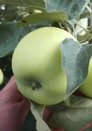 Саджанець Agro-Market Яблуня Білий налив (літній сорт, ранній термін дозрівання) 1 шт. в упаковці (17583) - мініатюра 4