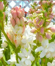 Тубероза The Pearl (Цариця Ароматів) Agro-Market 1 шт. в упаковці (52592) - мініатюра 3