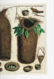 Seba. Cabinet of Natural Curiosities - мініатюра 5
