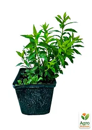 Саджанець Agro-Market Спірея Японська 2-х річна Albiflora вазон С2, висота 20-40см (176825) - мініатюра 2