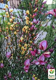 Саджанець Agro-Market Рокитник Cytisus Мікс сортів (182274) - мініатюра 3