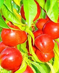 Саджанець Agro-Market Нектарин Флейвор Топ (літній сорт, середній термін дозрівання) (39945) 1 шт. в упаковці - мініатюра 2