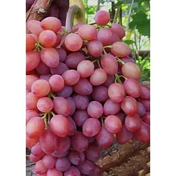 Саджанець Agro-Market Виноград Променистий (кишмиш, ранньо-середній термін дозрівання) 1 шт. в упаковці (19801) - мініатюра 4
