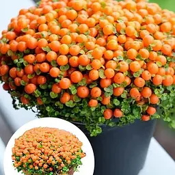 LMTD Нертера Agro-Market Astrid з плодами (висота 15-25см) (189313) 1 саджанець в упаковці кімнатний Нідерланди - мініатюра 4