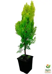 Саджанець Agro-Market Туя 5-річна східна Pyramidalis Aurea С3 висота 50-60 см 1 шт. в упаковці (116269) - мініатюра 3