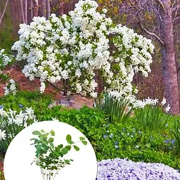 Екзохорда кистовидная 2-х річна Magical Springtime висота 30-50см (115242) 1 саженец - мініатюра 2
