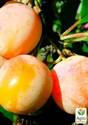 Саджанець Agro-Market Алича Байрон Голд (осінній сорт, пізній термін дозрівання) 1 шт. в упаковці (39997) - мініатюра 2