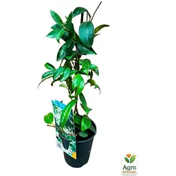 Саджанець Agro-Market Трахелоспермум Jasminoides висота 50 см (179798) 1 шт. - мініатюра 2