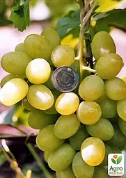 Саджанець Agro-Market Виноград Первозванний (ранній термін дозрівання, стійкий сорт не сприйнятливий до хвороб) 1 шт. в пакуванні (25525) - мініатюра 2