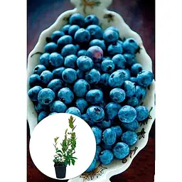 Саджанець Agro-Market Лохина (чорниця садова) середня Блюкроп (Bluecrop) (середній термін дозрівання, дуже стійкий до хвороб, посухи та морозів) 1 шт. в упаковці (23930) - мініатюра 2