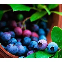 Саджанець Agro-Market Лохина (чорниця садова) Шантеклер (Chanticleer) (ранній термін дозрівання, високоврожайний сорт) 1 саджанець (36263) - мініатюра 2