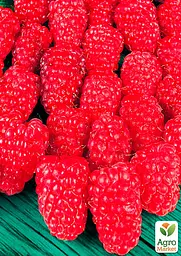 Малина Agro-Market "Брусвяна" (ремонтантний високоврожайний та великоплідний сорт) 1-річний саджанець (189485) 1 шт в упаковці - мініатюра 2