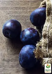 Саджанець Agro-Market Слива темно-синя Галактика (Galaxy) (канадська селекція, преміальний супер соковитий сорт) 1 шт. в упаковці (43987) - мініатюра 4