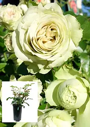 Троянда флорібунда Agro-Market Lovely Green саджанець класу АА+ в контейнері (180845) - мініатюра 2