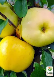 Саджанець Agro-Market Яблуня Пепінка золота (зимовий сорт) 1 шт. в упаковці (25646) - мініатюра 2
