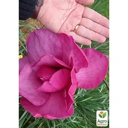 Саджанець Agro-Market Магнолія щеплена 4-х річна великоквіткова Felix Jury (висота 70-90 см) (182793) 1 шт. в упаковці - мініатюра 3