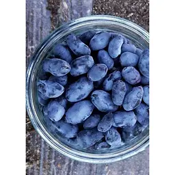 Саджанець Agro-Market Жимолость Гордість Кубані (середньопізній термін дозрівання, один з лідируючих сортів) 1 шт. в упаковці (43970) - мініатюра 5