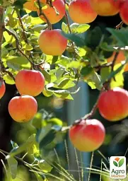 Саджанець Agro-Market Яблуня Аполлон (літній сорт, ранній термін дозрівання) 1 шт. в упаковці (39839) - мініатюра 2