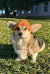 Шапка для собак Hat-Dog помаранчева (L) - мініатюра 7