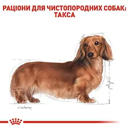 Сухий корм для дорослих собак породи Такса Royal Canin Dachshund Adult, 1,5 кг (3059015) - мініатюра 3