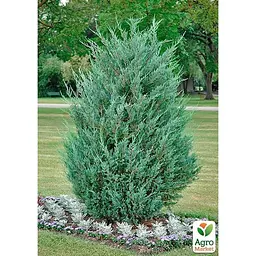 Саджанець Agro-Market Ялівець скельний Moonglow С10, висота 110-130 см (176726) - мініатюра 3