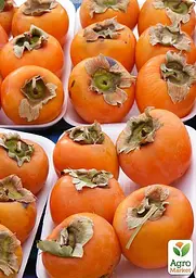 Саджанець Agro-Market Хурма Хеакума на віргінській морозостійкій підщепі 1 шт. в упаковці (44808) - мініатюра 6