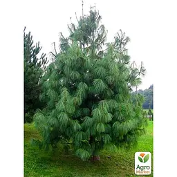 Саджанець Agro-Market Сосна гімалайська 5-ти річна Griffithii С3, висота 40-50см (115781) - мініатюра 4