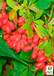 Саджанець Agro-Market Барбарис Амурський (Amur) (один з найпопулярніших сортів в світі) (38424) - мініатюра 2