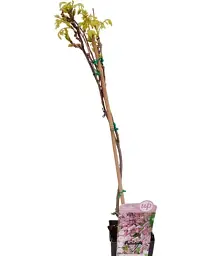 Гліцинія Agro-Market Вістерія Floribunda Rosea 2-річна висота 50-70 см з Нідерландів 1 саджанець в упаковці (184896) - мініатюра 2