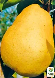 Саджанець Agro-Market Груша Далісан (осінній сорт, середній термін дозрівання) 1 шт. в упаковці (39856) - мініатюра 3