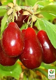 Саджанець Agro-Market Кизил щеплений Grenadier саджанець 2 роки (ранній термін дозрівання, великоплідний) 1 шт. в пакуванні (52810) - мініатюра 2