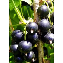 Саджанець Agro-Market Смородина чорна Чорний Бумер (ранній термін дозрівання, смак один з кращих серед великоплідних) 1 шт. в упаковці (17544) - мініатюра 3