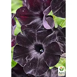 Саджанець Agro-Market Петунія Supertunia Nerolina (контейнер №10 висота 10-15 см) (49129) 1 шт. в упаковці - мініатюра 2