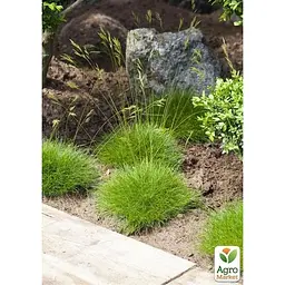 Саджанець Agro-Market Вівсяниця зелена Green (Festuca green) (184227) 1 шт. - мініатюра 2