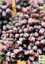Саджанець Agro-Market Виноград Юпітер (кишмиш, ранній термін дозрівання, морозостійкість до -27⁰С) 1 шт. в пакуванні (17705) - мініатюра 2