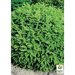 Саджанець Agro-Market Ялина Карликова Nidiformis (горщик P9) (49258) - мініатюра 4