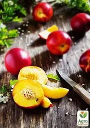 Саджанець Agro-Market Нектарин Флейвор Топ (літній сорт, середній термін дозрівання) 1 шт. в упаковці (39945) - мініатюра 5